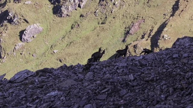 A herd of chamois walking across a field of rocks and stones. Grindelwald, Switzerland.