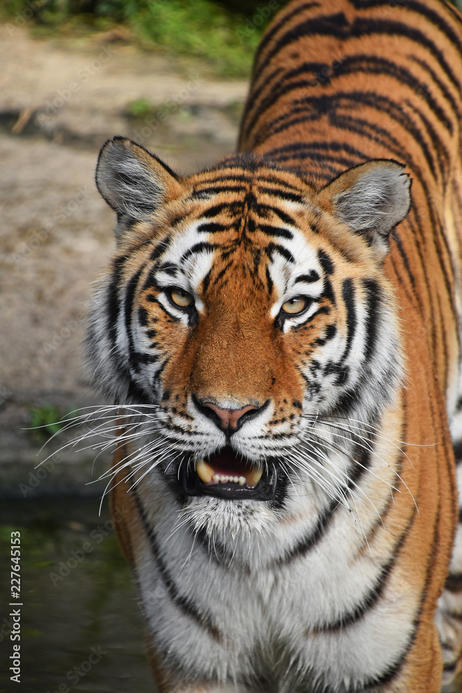 Wall mural Close up front portrait of Siberian Amur tiger