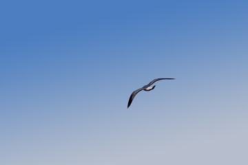 Close up one sea gull flying hovering in blue sky