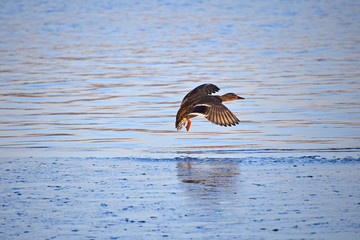 Fototapeta na wymiar One mallard duck flying above water
