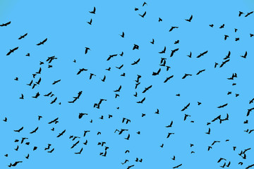 Flock of many birds flying  in clear blue sky