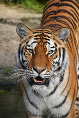 Fototapeta na wymiar Close up front portrait of Siberian Amur tiger