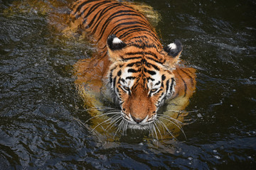 Siberian Amur tiger swimming in water - obrazy, fototapety, plakaty