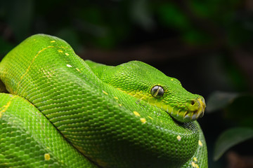 Green tree python profile portrait close up