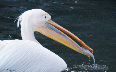 Pelicano, ave marina