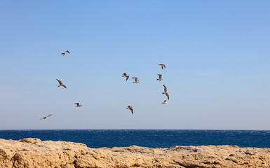 Flock of many sea gulls flying hovering in blue sky