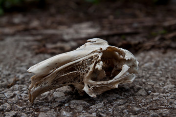 skeleton