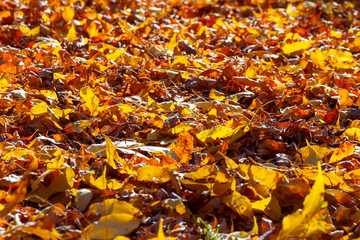 Autumn yellow leaves spilled out into the ground