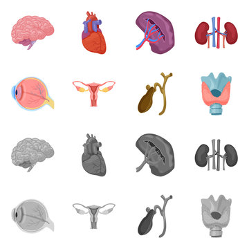 Isolated object of body and human icon. Collection of body and medical vector icon for stock.