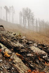 View of burnt pine forest during autumn.