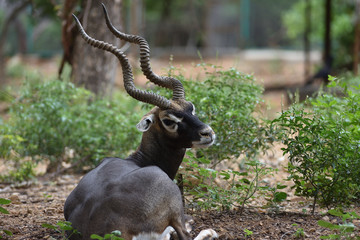 Male Black Buck