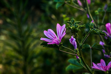 purple flower