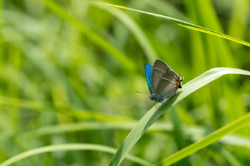 ジョウザンミドリシジミ