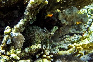 Coral reefs of Red Sea, Sharm el Sheikh, Egypt 