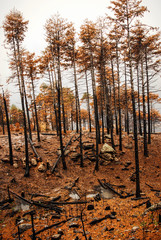 View of burnt pine forest during autumn.