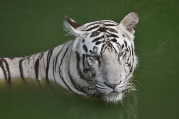 white bengal tiger