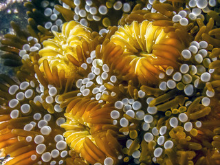 Caribbean coral reef
