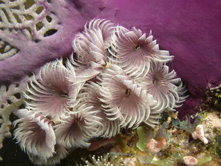 Fototapeta na wymiar Caribbean coral reef