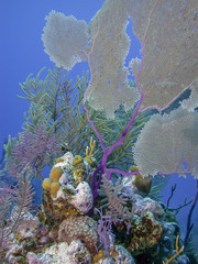 Caribbean coral reef