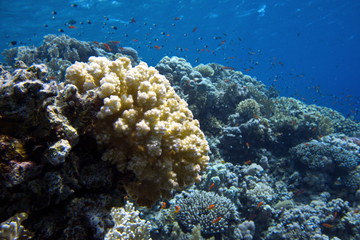 Fototapeta na wymiar Coral reefs of Red Sea, Sharm el Sheikh, Egypt 