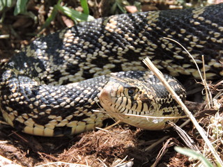 Bullsnake