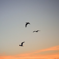Mouettes sur fond de coucher de soleil