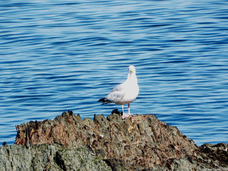 seagull on a rock