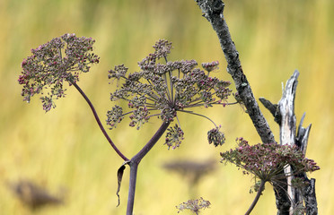 contrast of detail of dark small flower clumps and bright background, Alaska, USA