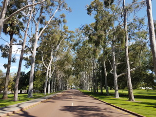 Road through park