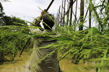 Man canoeing in a flooded Mangrove forest, Cambodia