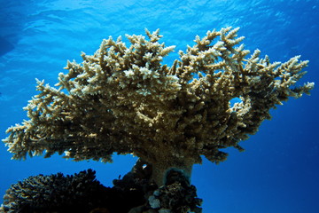 Fototapeta na wymiar Coral reefs of Red Sea, Sharm el Sheikh, Egypt 