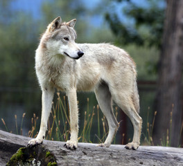 Naklejka na ściany i meble wolf standing on log looking back, Alaska, USA