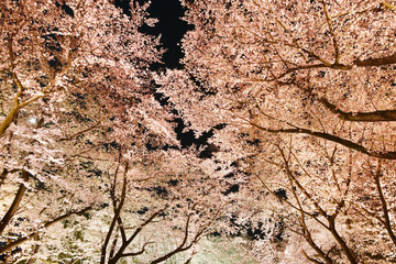 Cherry blossoms in full bloom at night
