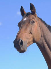 Naklejka premium portrait of brown horse against blue sky