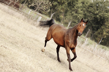 Brown horse of breed 