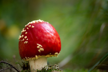 Dutch mushrooms in autumn