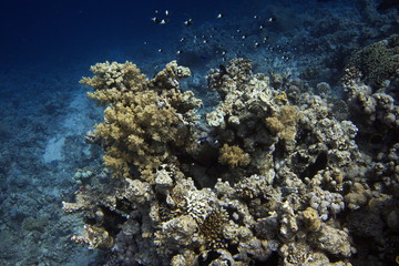 Naklejka na ściany i meble Coral reefs of Red Sea, Sharm el Sheikh, Egypt 