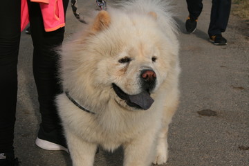 Teddy