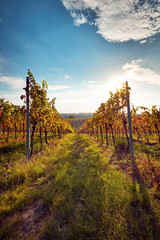 Colorful vineyard in sunny autumn day 