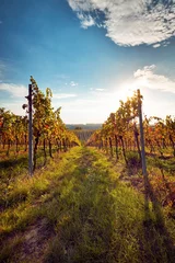 Crédence de cuisine en verre imprimé Vignoble Colorful vineyard in sunny autumn day 