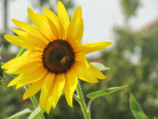 Bee Feasting on the Sunflower