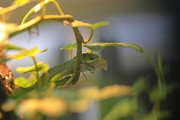 Neugeborene Raue Grasnatter (Opheodrys aestivus) frisst große Wachsraupe 