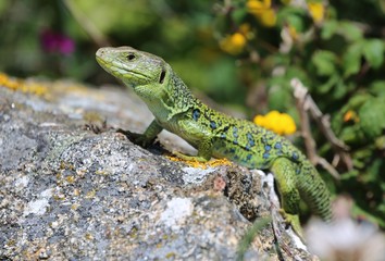 Naklejka na ściany i meble beautiful green and black lizard on rock at to Cape Finisterre (Cabo Fisterra), Spain