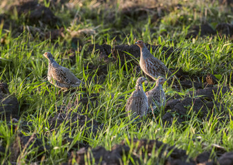 Grey Partridges