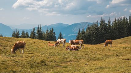 Beautiful alpine view at Russbach-Salzburg-Austria