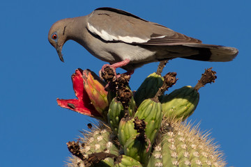 White winged dove, Zenaida asiatica, feasting on ripe fruit of the saguaro cactus. Blue sky, red fruit, green cacti and a bird enjoying a meal in the Sonoran Desert sunshine. Pima County, Tucson, AZ.