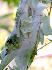 Sangsue sur cocon de toile d'araignée autour d'une plante