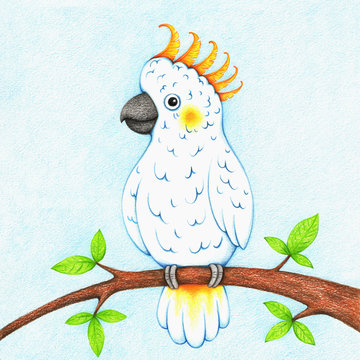 hands drawn picture of white cockatoo sitting on branch by the color pencils. Illustration of bird for kids