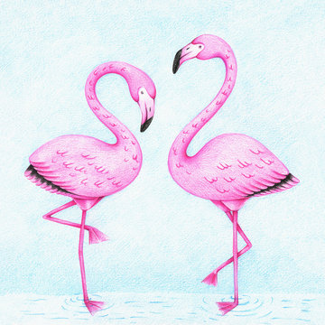 hands drawn picture of two pink flamingos standing in the water by the color pencils. Illustration of bird for kids