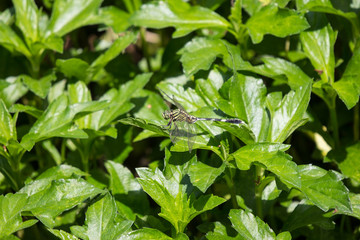 Close up of black and green dragonfly